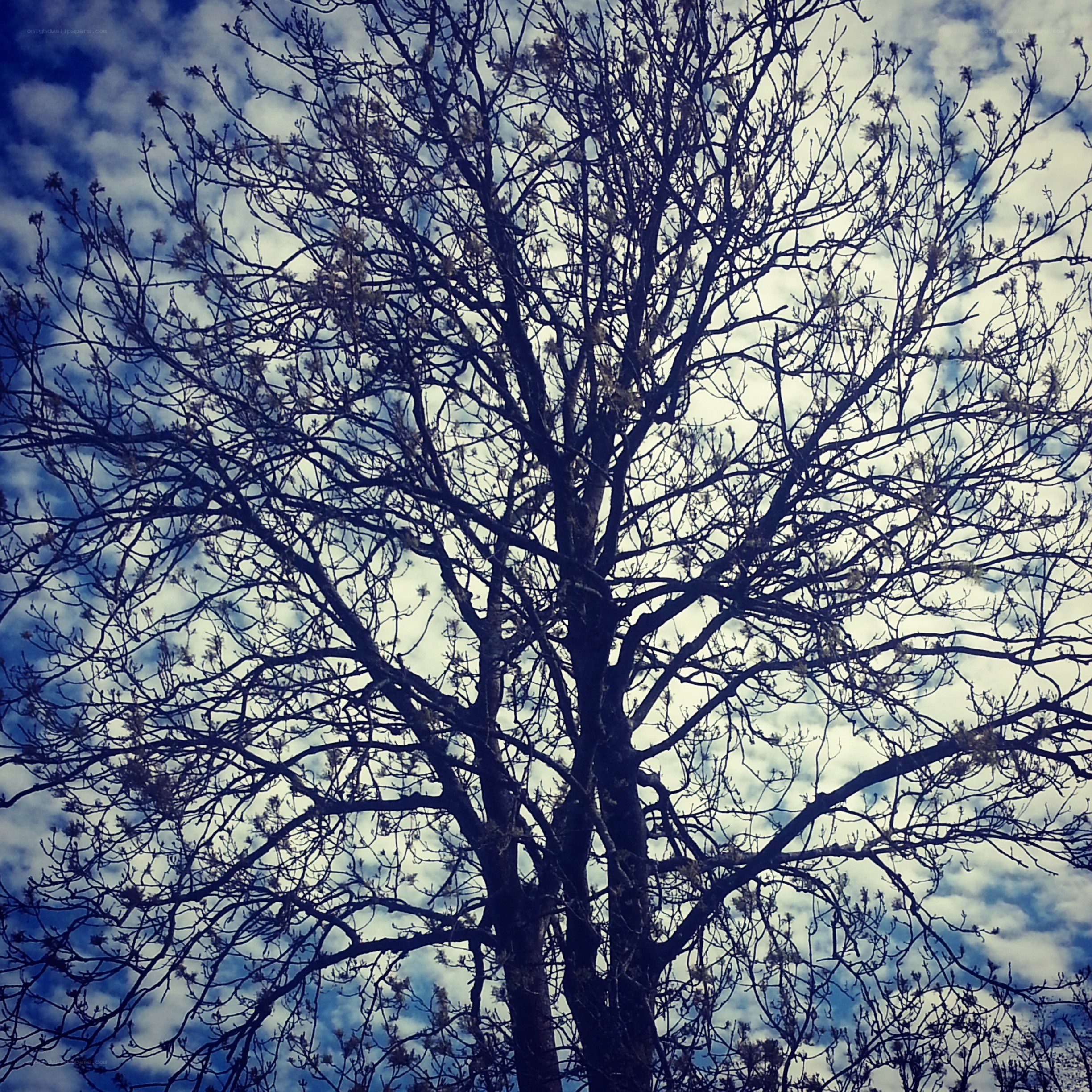 Bare tree against cloudy sky