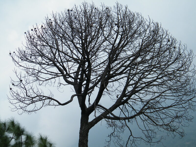 bare tree against cloudy sky
