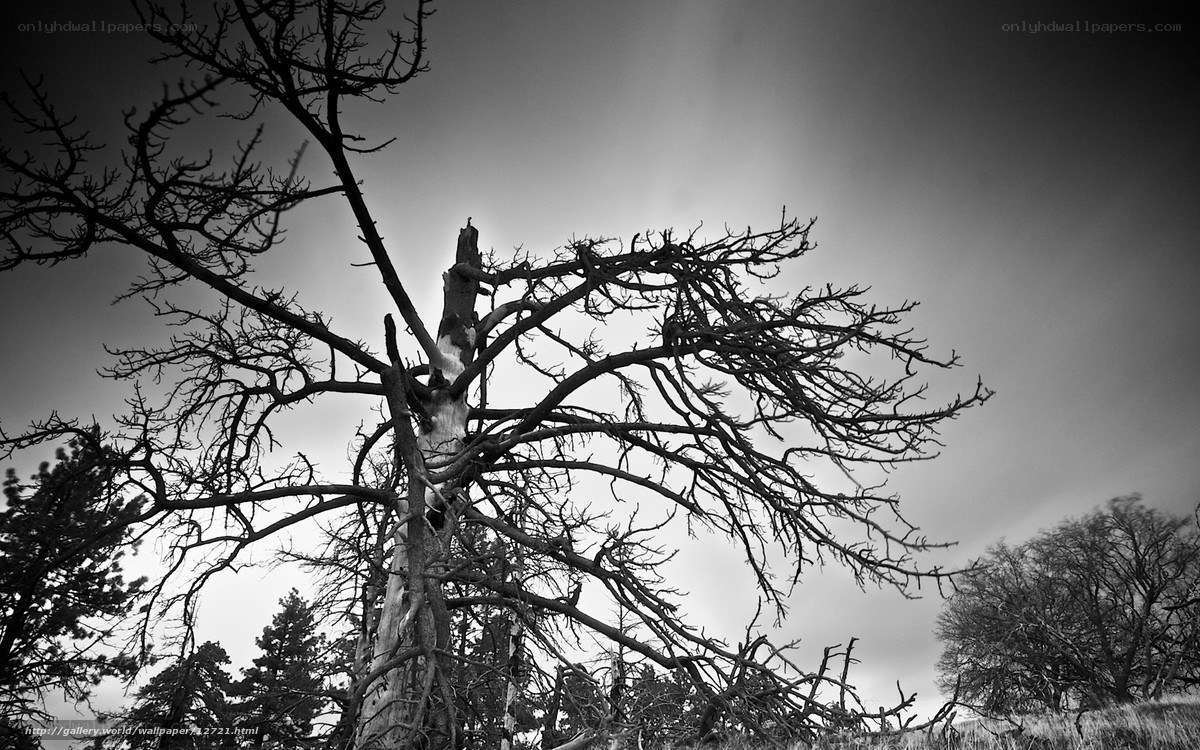Bare tree against cloudy sky