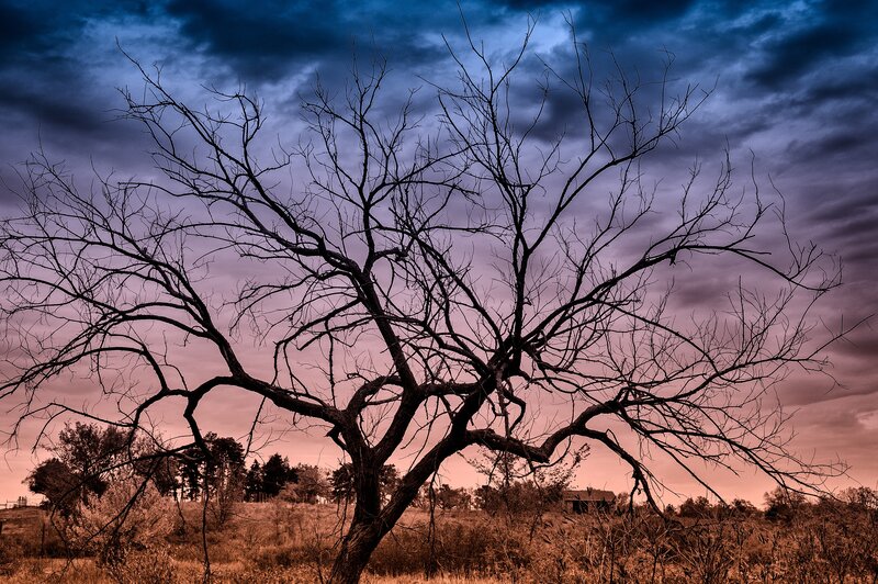 Bare tree against dramatic sky