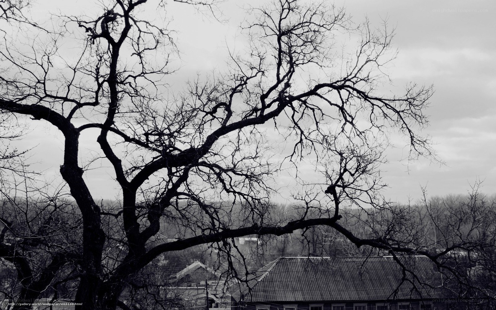 Bare tree against gray sky