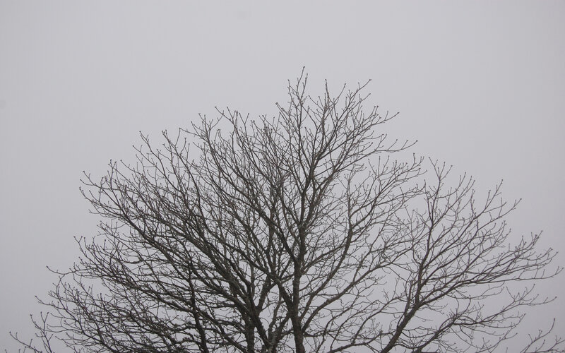 bare tree against gray sky
