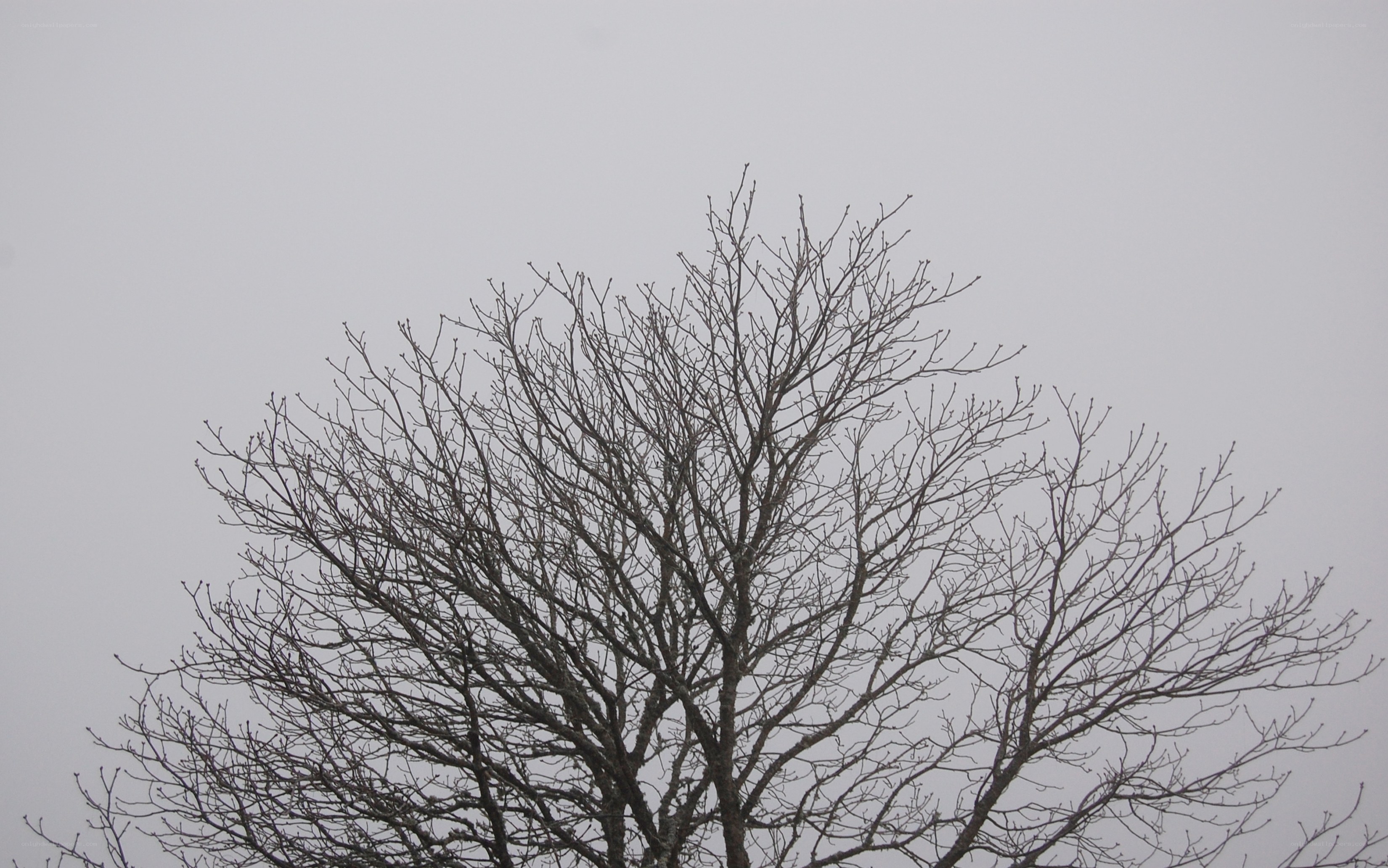 bare tree against gray sky