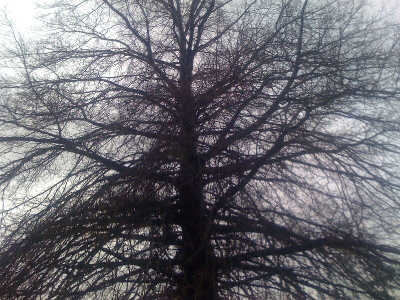Bare tree against gray sky
