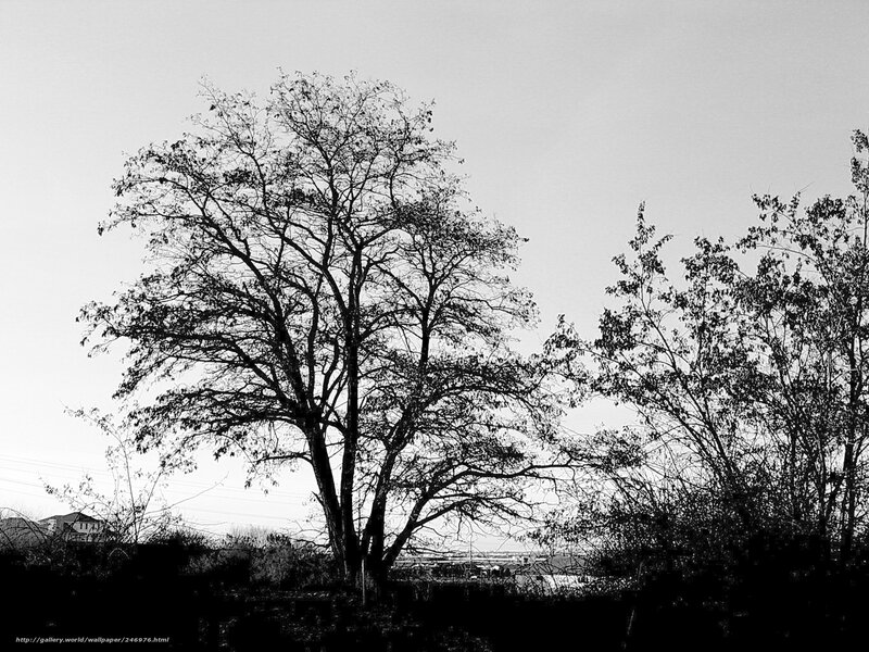 Bare tree against gray sky