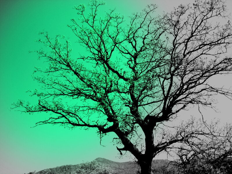 Bare tree against green sky