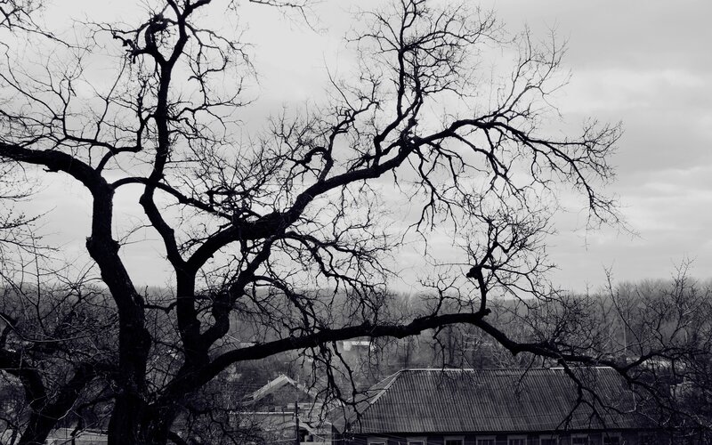 Bare tree against overcast sky
