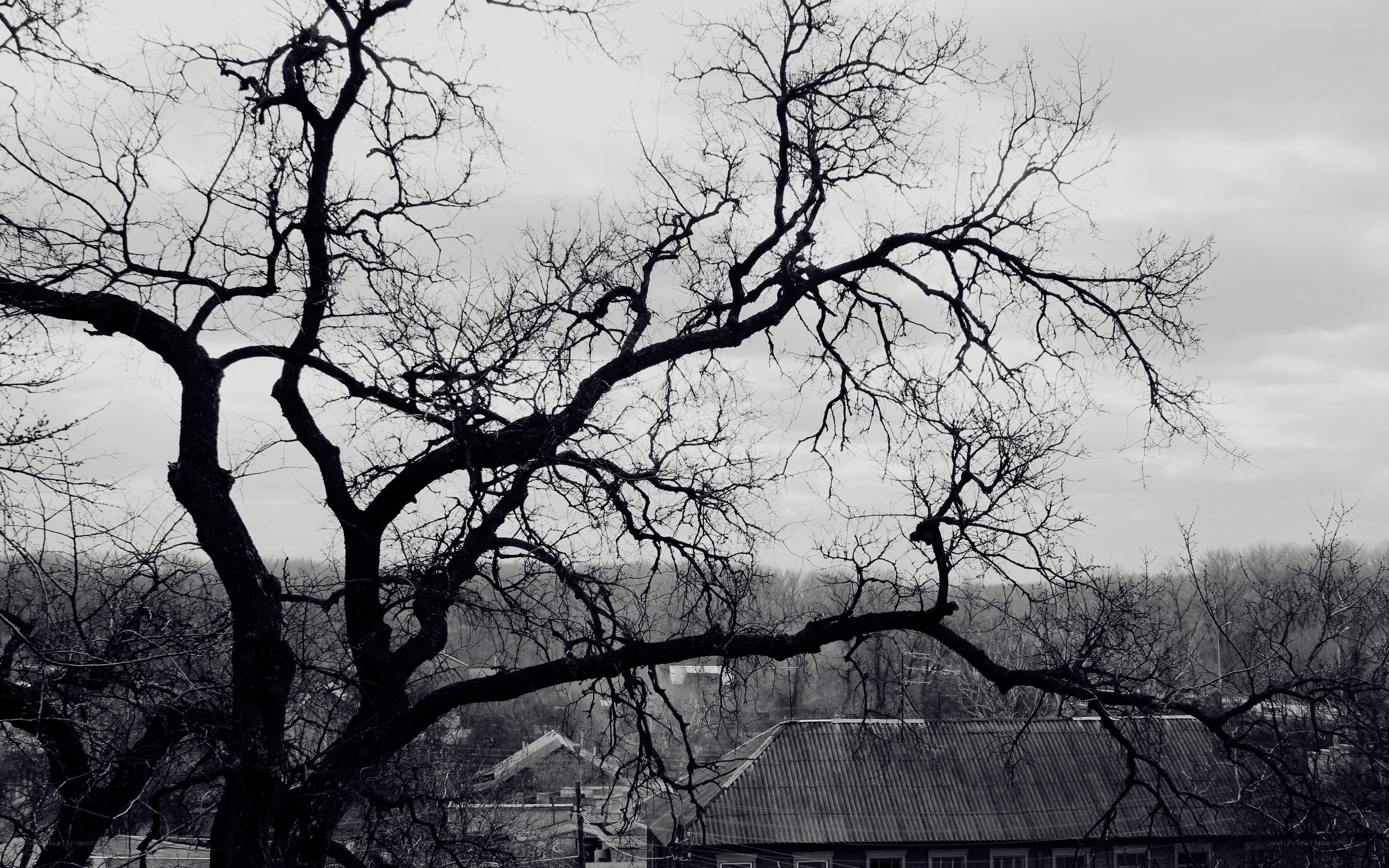 Bare tree against overcast sky