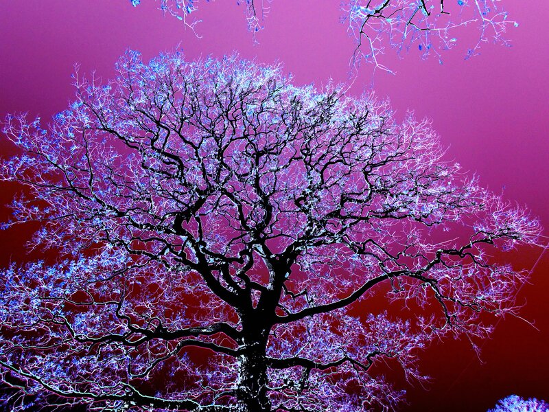 Bare Tree Against Purple Sky
