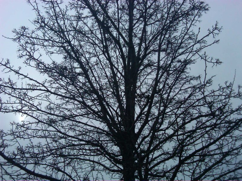 bare tree against sky