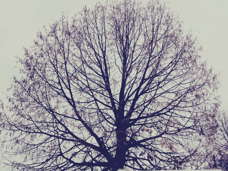 Bare Tree Against Sky — Black