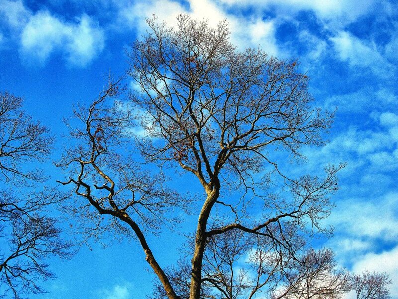Bare Tree Against Sky — Blue, Serene