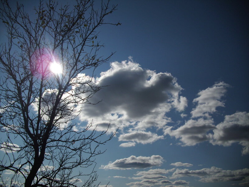 Bare Tree Against Sky — Blue