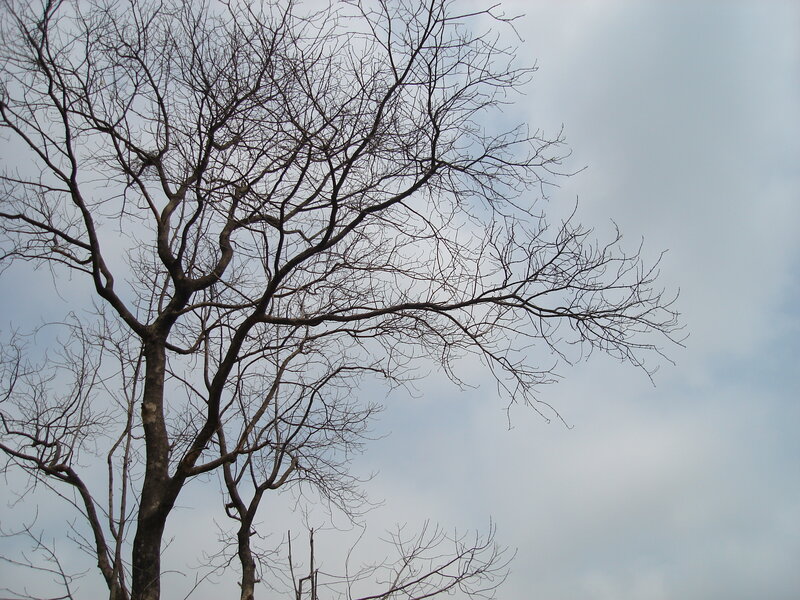 Bare Tree Against Sky — Gray
