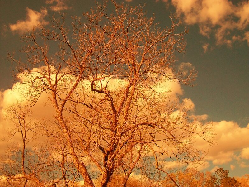 Bare Tree Against Sky — Orange, Dramatic