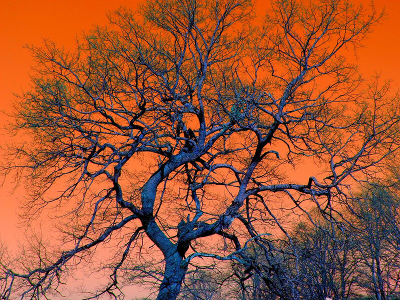 Bare Tree Against Sky — Orange