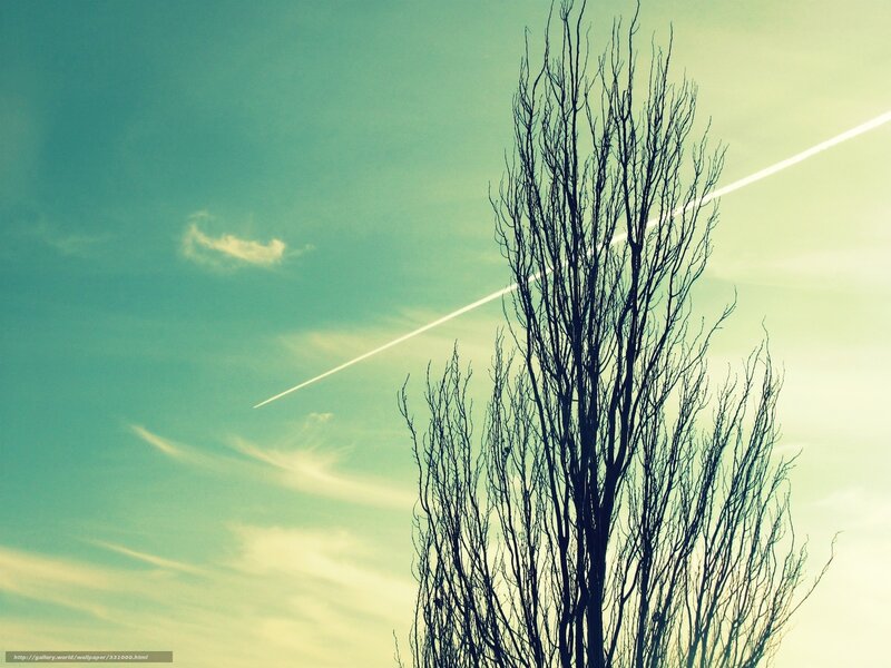 Bare tree against sky