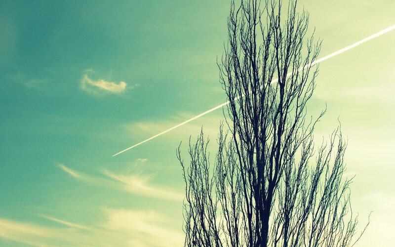 Bare tree against sky with contrail