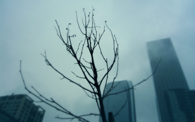Bare tree against skyscrapers