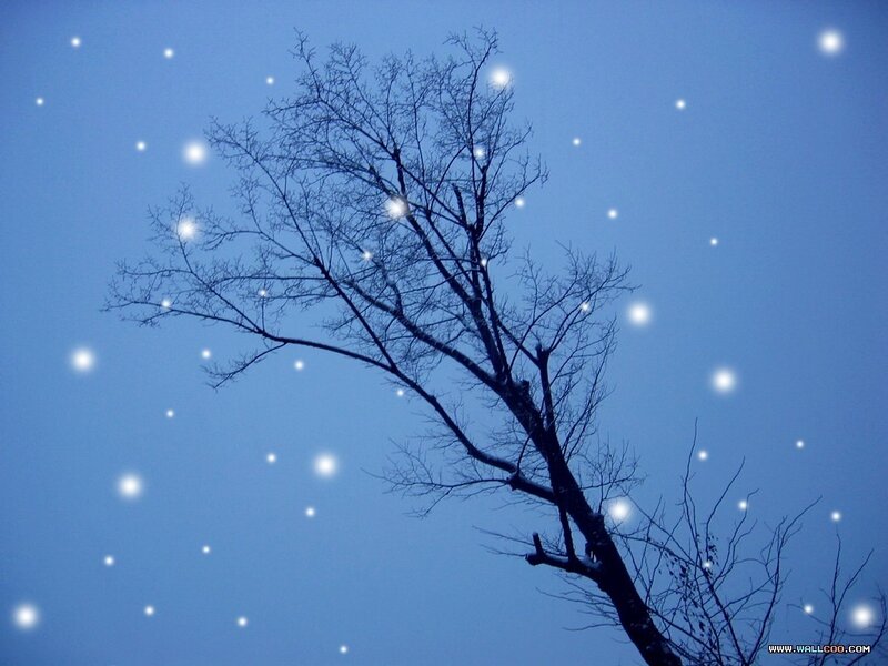 Bare tree against starry sky