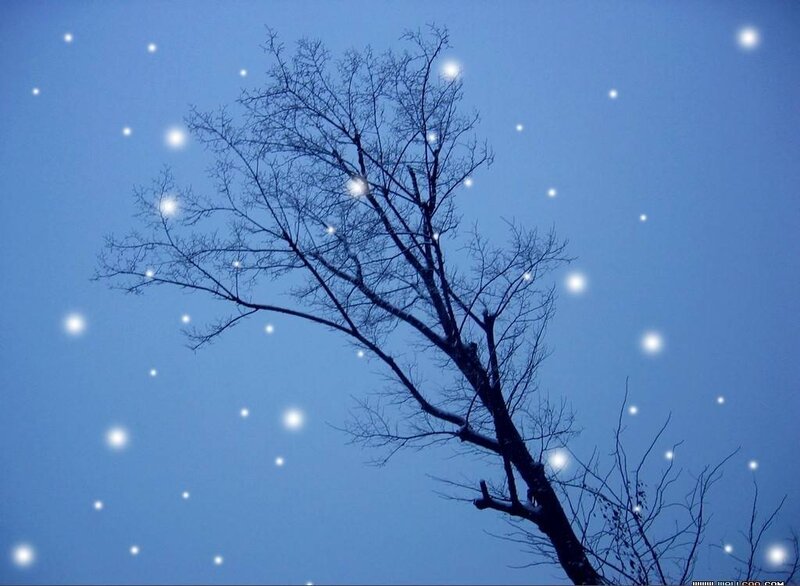 Bare tree against starry sky