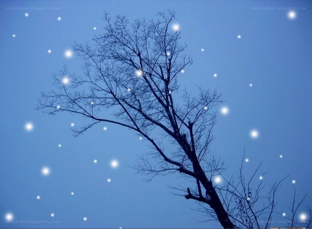 Bare tree against starry sky
