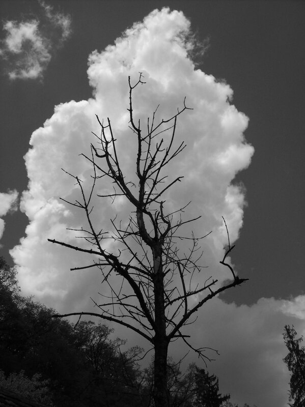 Bare tree against storm cloud