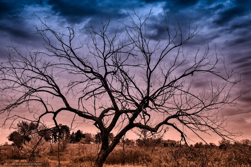 Bare tree against stormy sky