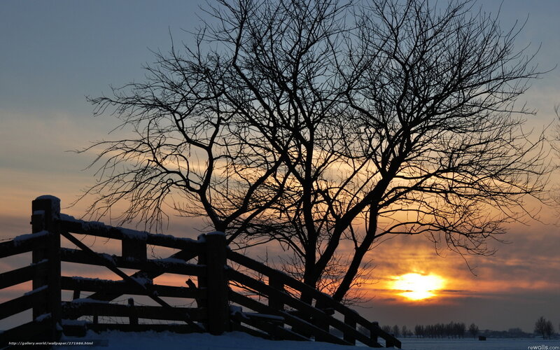 Bare Tree and Fence
