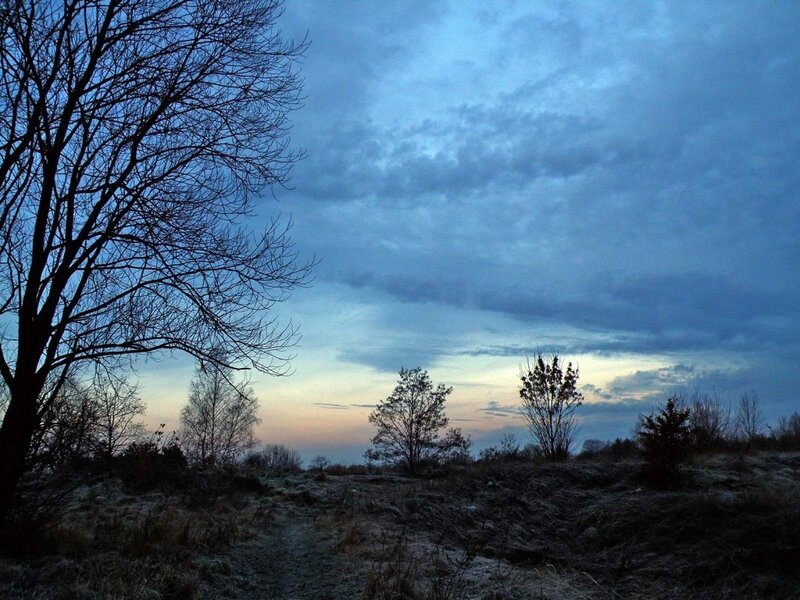 Bare Tree at Dusk