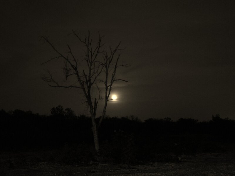 Bare Tree at Night — Black