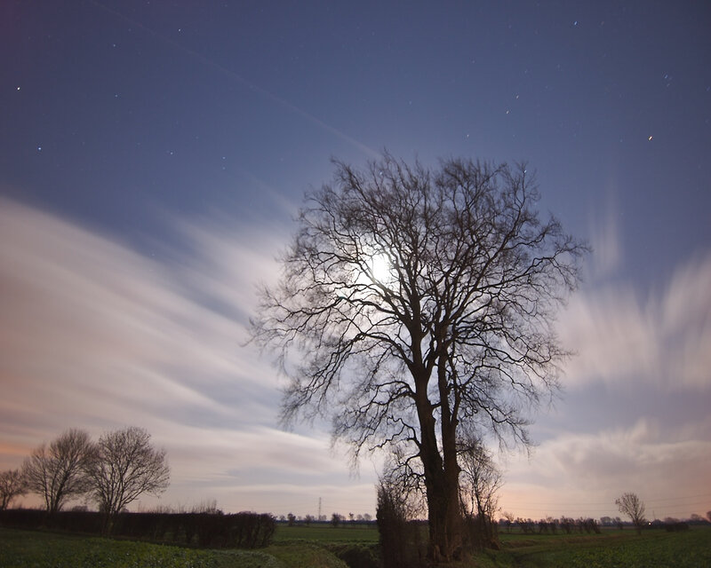 Bare Tree at Night — Blue