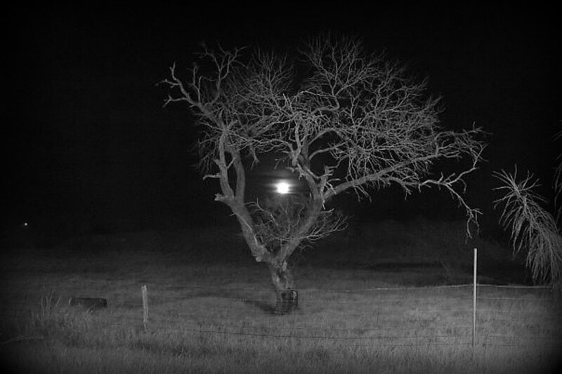 Bare Tree at Night