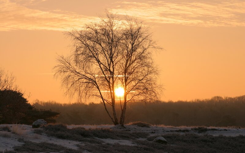Bare Tree at Sunrise