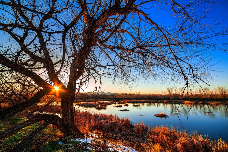 Bare Tree at Sunset — Blue, Serene