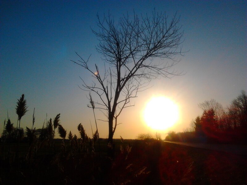 Bare Tree at Sunset — Blue