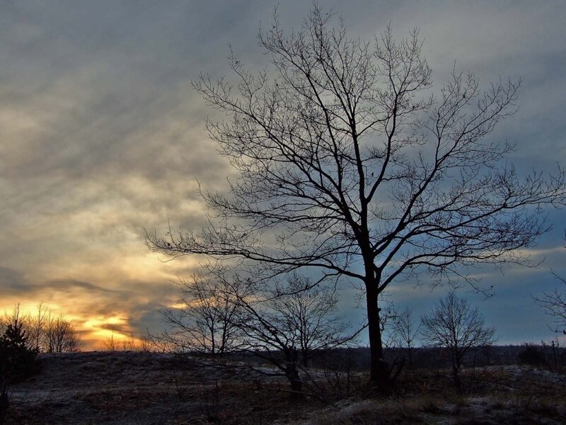 Bare Tree at Sunset — Gray, Dramatic