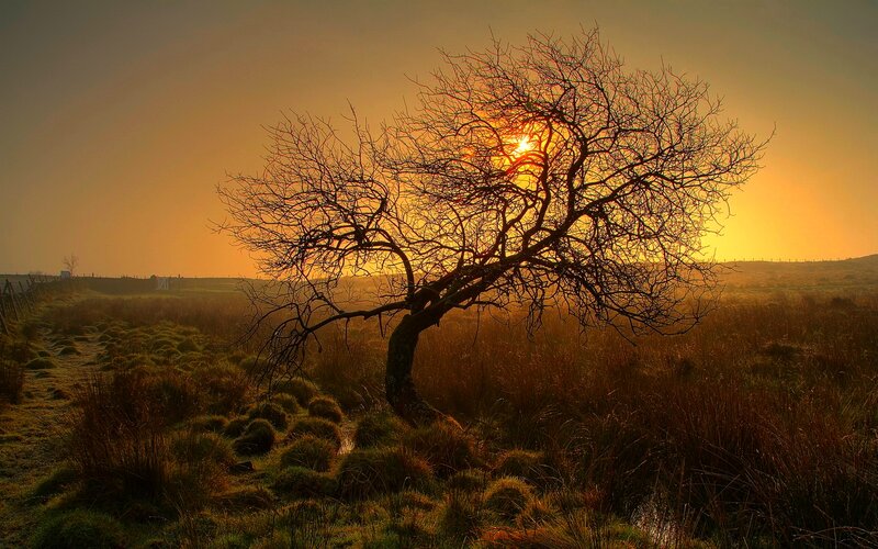 Bare Tree at Sunset — Orange, Serene, Photograph