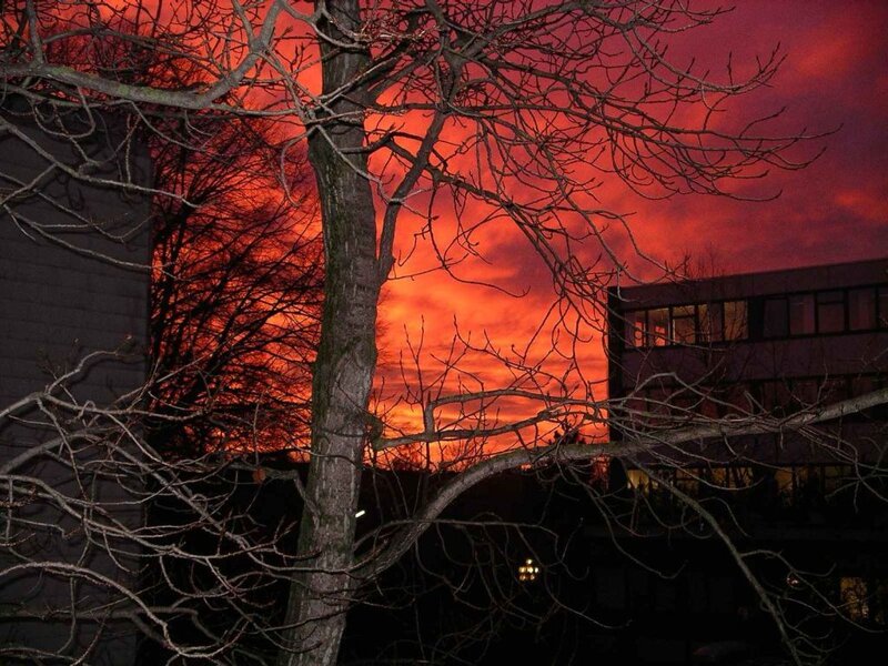 Bare Tree at Sunset — Red, Dramatic, Photograph