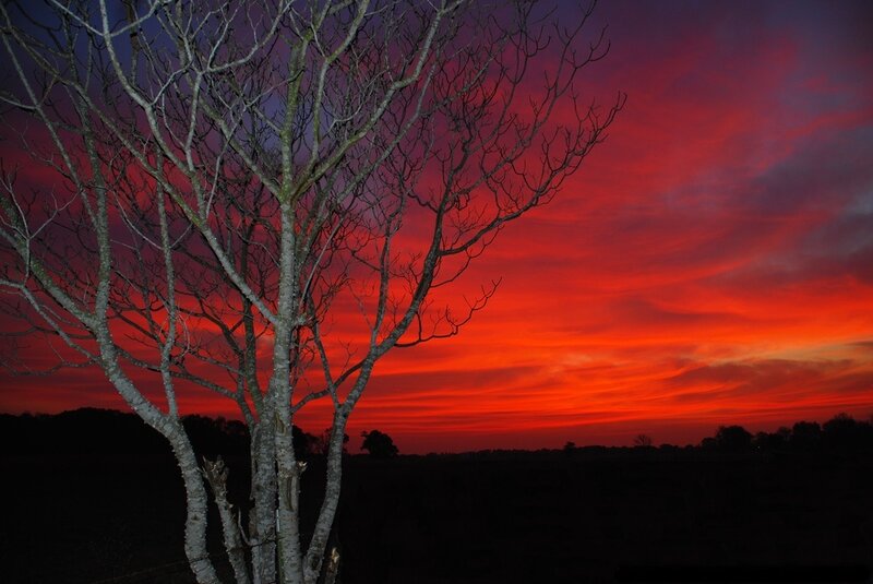 Bare Tree at Sunset — Red