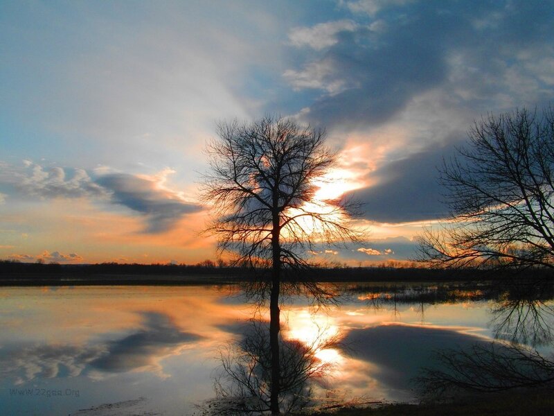 Bare Tree at Sunset