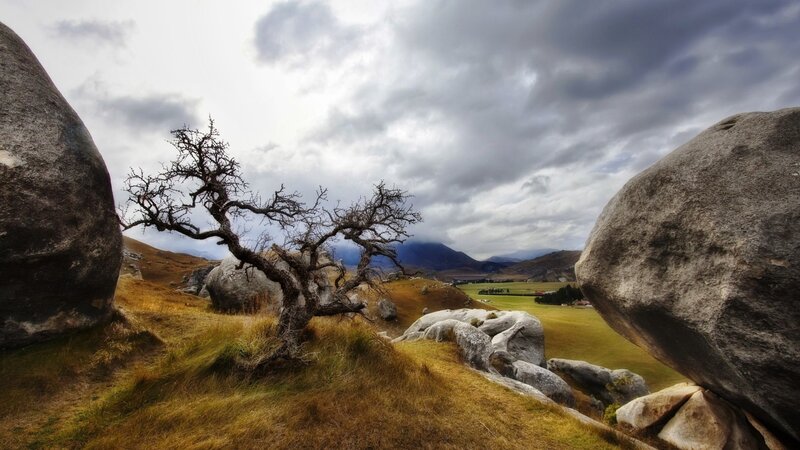 Bare Tree Between Boulders