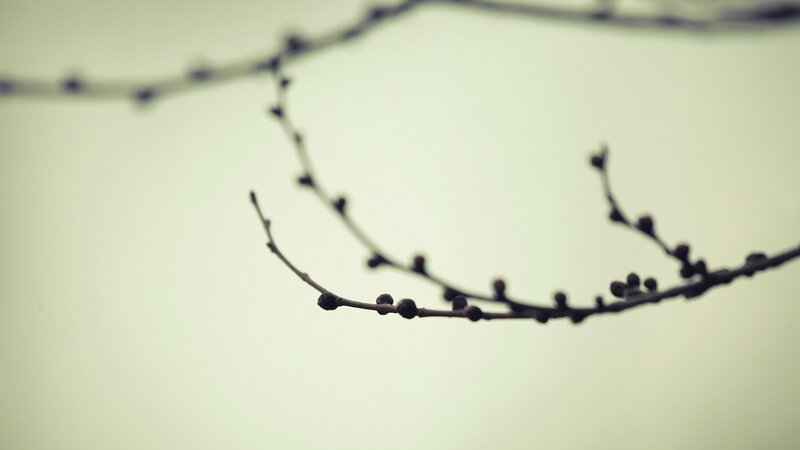 Bare Tree Branch — Gray, Calm