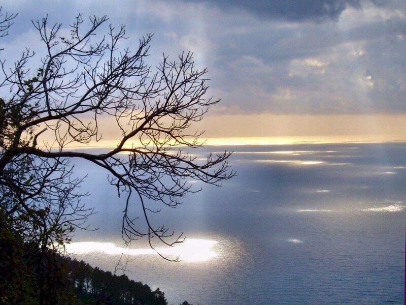 Bare Tree Branch over Sea — Blue