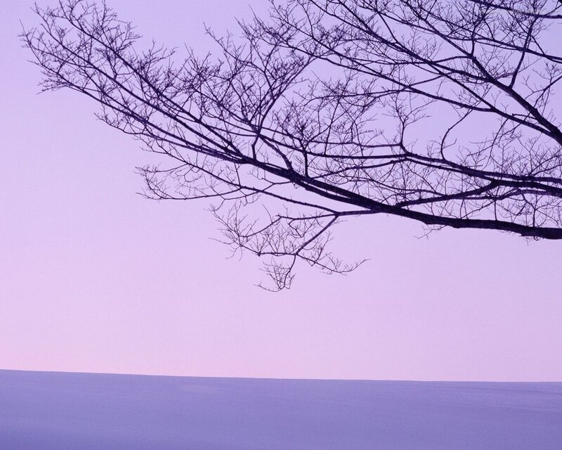 Bare Tree Branch