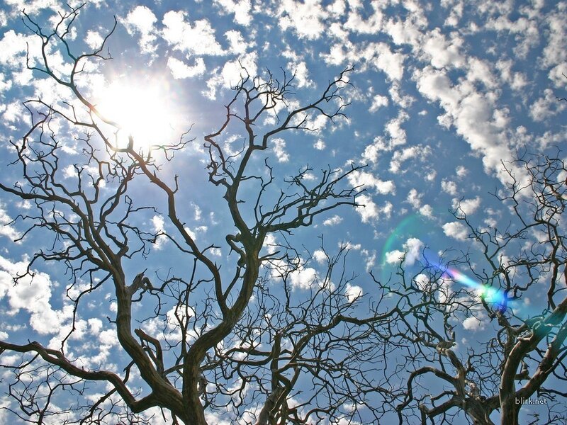 Bare Tree Branches — Afternoon