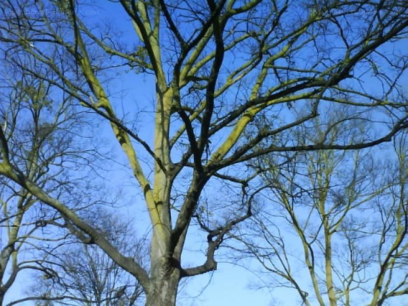 Bare tree branches against blue sky