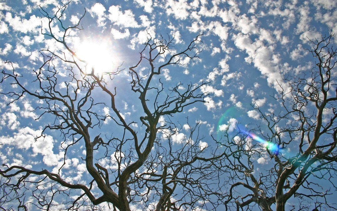 Bare tree branches against blue sky