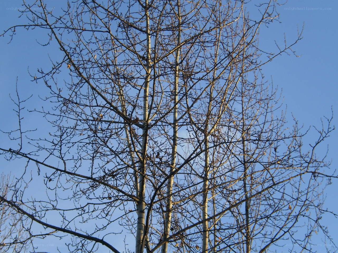 Bare tree branches against blue sky