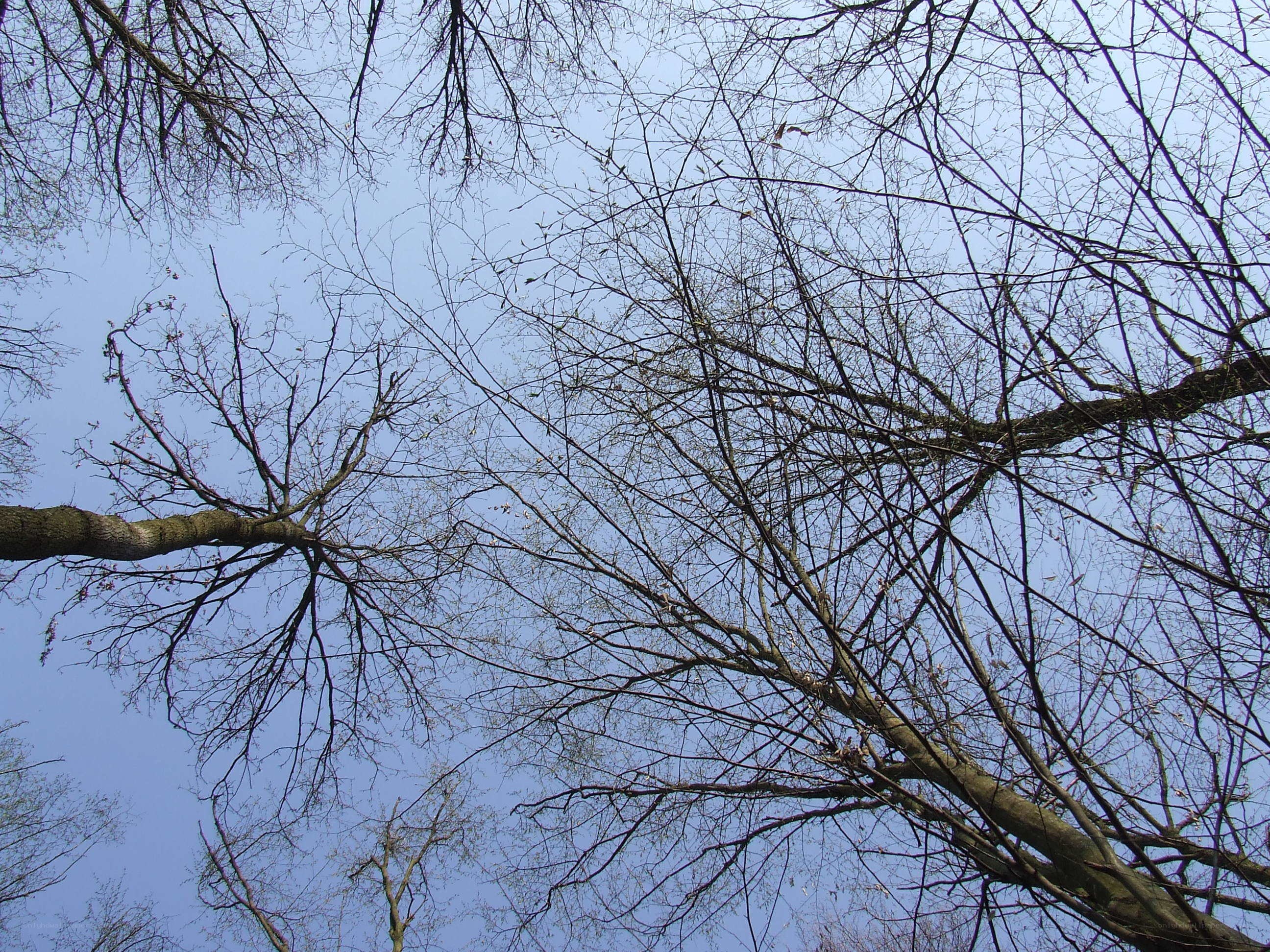 Bare tree branches against blue sky